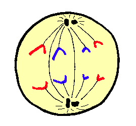 anaphase.gif