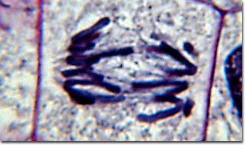 anaphase.jpg