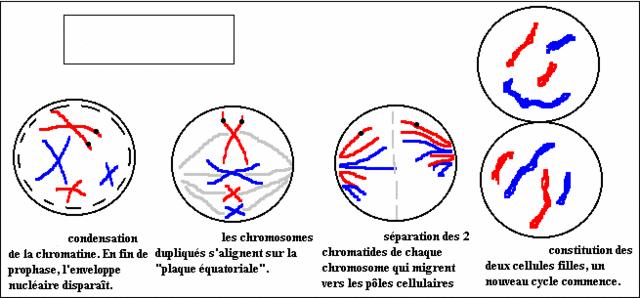 mitose11.gif