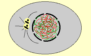 setcpro.gif