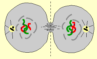 setctelo.gif