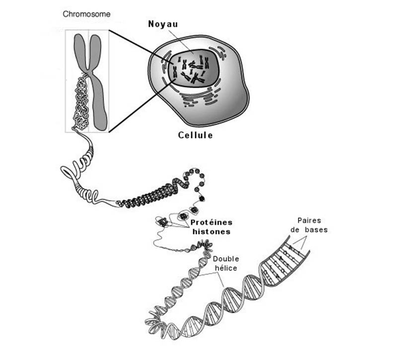 chromosome.jpg