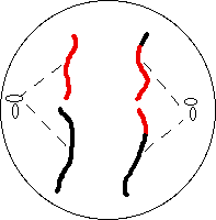 anaphase2a.gif