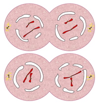 telophase-2-200x214.jpg