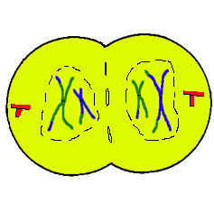 telophase1m.jpg